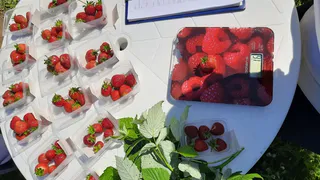 Ученые Коми провели вкусный эксперимент с северной земляникой
