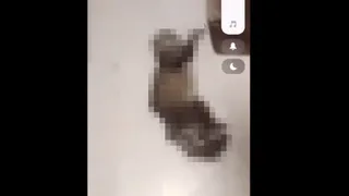 Житель Коми убил свою кошку и разослал видео знакомым