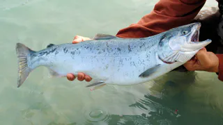 В Коми начали выращивать радужную форель