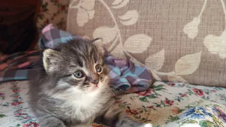 Учёные узнали, каких людей на самом деле любят кошки, и дело даже не в еде