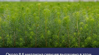 В лесопитомнике Сыктывкарского ЛПК завершается сезон