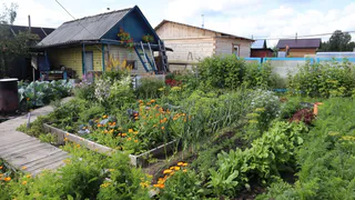 10 растений, которые можно спокойно посадить в августе в огороде и саду