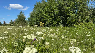 11 июня Коми ждут теплая погода и прогрев до +25 °C, но с грозой в Заполярье