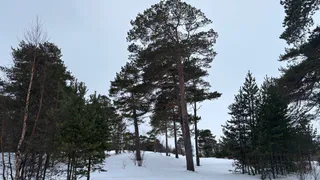 По прогнозу 7 марта юг Коми заметает, север сковывает 40-градусный мороз
