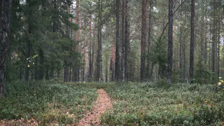 Ни бревен, ни денег: пенсионер из Коми заплатил 196 тысяч рублей за незаконную вырубку леса