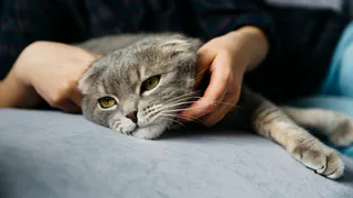 Почему кошка мяукает в ответ на речь хозяина - 5 причин этого милого поведения питомца