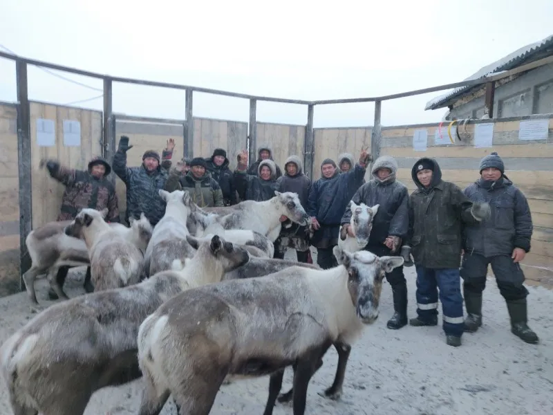 В Коми впервые оленеводы-частники не увели стада на убой в соседний регион