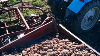 В Коми уже получили почти 1300 тонн местного картофеля