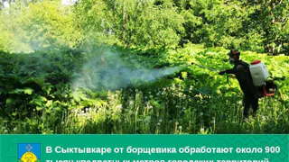 Столица Коми объявила войну борщевику