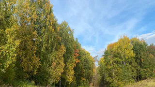 1 сентября в Коми ожидается до +18 °C и отсутствие осадков: прогноз погоды  
