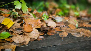 9 октября в Коми будет от холодно и сыро до тепло и сухо: прогноз погоды