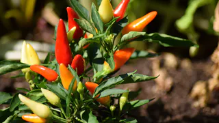 Подкормка, от которой перцы растут как на дрожжах: вкус будет ярче, а плодов - намного больше