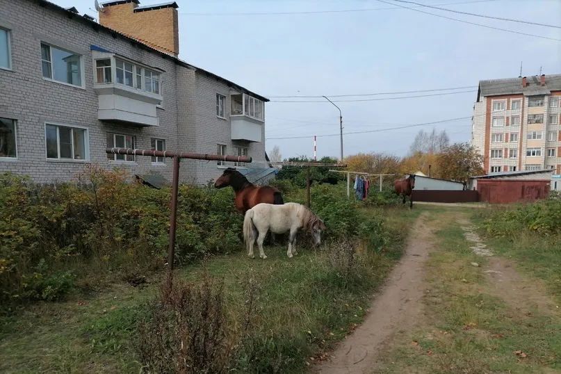 В поселке Краснозатонский лошади на самовыгуле запугали людей