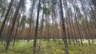 В Коми спасатели нашли заблудившуюся пенсионерку с помощью воздушного горна  
