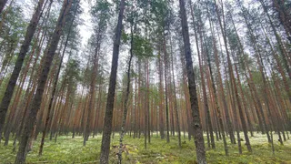 В Коми спасатели дважды выезжали на помощь заблудившимся