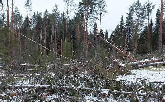 В Коми назвали основные причины уничтожения и повреждения леса