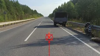 В Коми мопед сбил собаку: водитель получил травмы