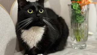 Почему кошка ест с пола, а не из миски? Важные причины, о которых вы не могли догадываться