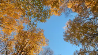 На новой неделе Коми накроет волна тепла
