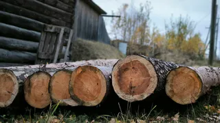 Коми экспортировала 700 тысяч кубометров леса с начала 2025 года