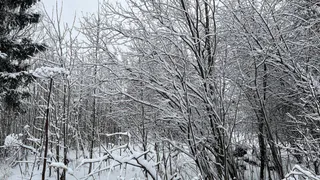 Прогноз погоды на 24 февраля: на смену стуже в Коми пришли метели