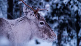 В Минсельхозе Коми заговорили о бешенстве