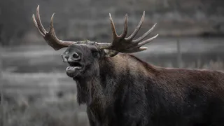 В Коми разыскивают лося