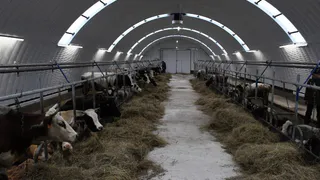 В Коми фермеры из Мыёлдино нарастили надои и расширили стадо при господдержке