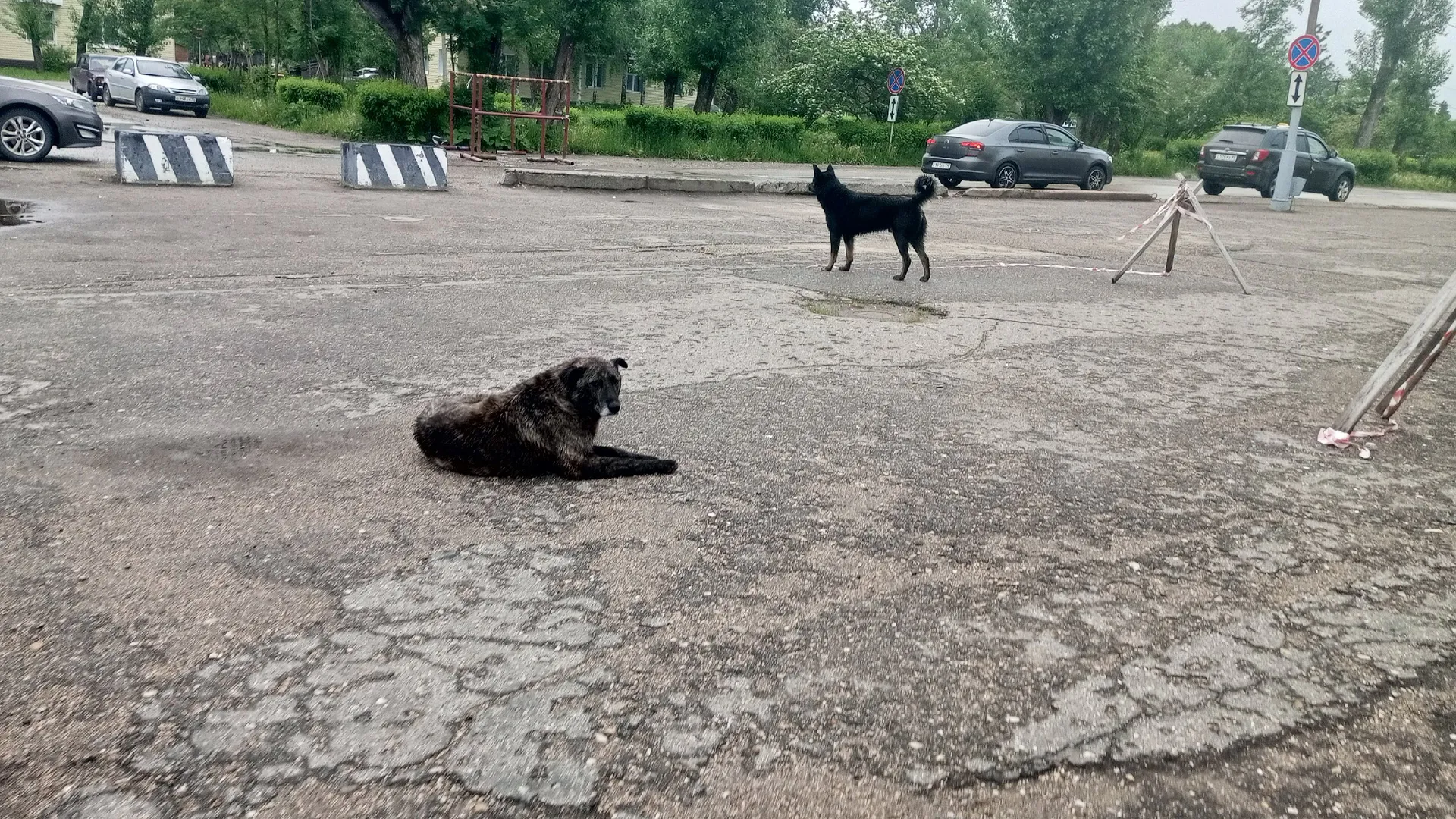 Как защититься от бродячих собак на улице: советы опытного кинолога