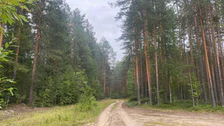 Спасатели из Коми помогли выбраться из леса заболевшему охотнику