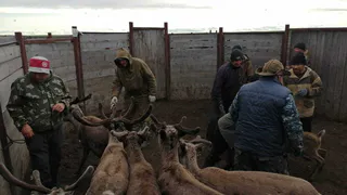 Ветврачи проводят в Коми вакцинацию северных оленей от сибирской язвы