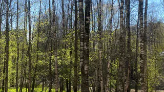 15 мая в Коми юг прогреется до +26°C, а Заполярье останется при +3°C