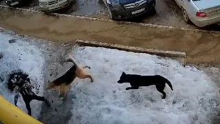В Ухте заплатят компенсацию за нападение бездомной собаки на ребенка