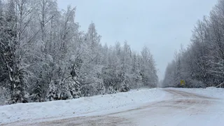 В Сыктывкаре на 2 млн рублей обрежут и вырубят аварийные деревья