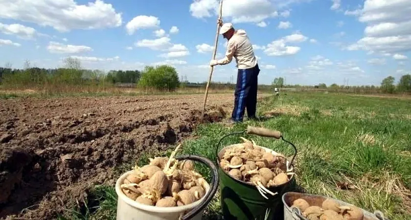 Два сорта картофеля, которые не боятся колорадского жука