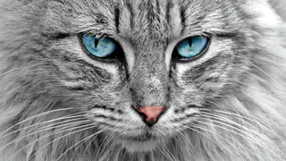 Вы никогда не догадаетесь, какую ценнейшую роль играют кошки в вашей жизни