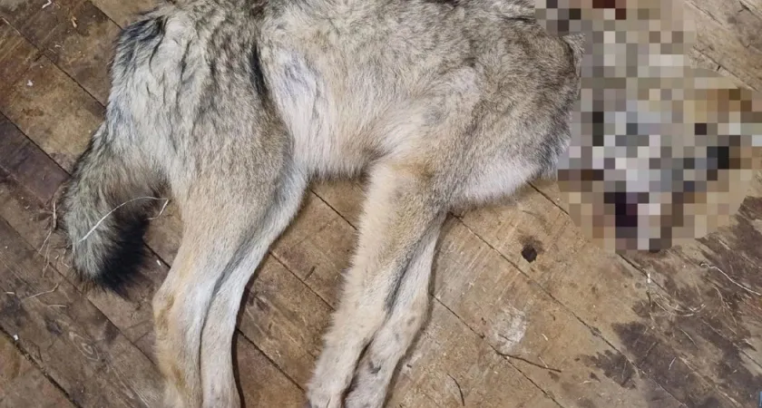 В Коми вблизи одного из сел охотники добыли волка
