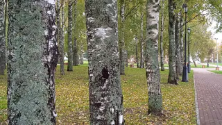 Под Сыктывкаром массово вырубают березы