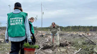 В Княжпогостском районе Коми высадили более 4 тысяч сосен