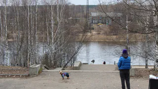 В Коми владельцев домашних животных начнут штрафовать