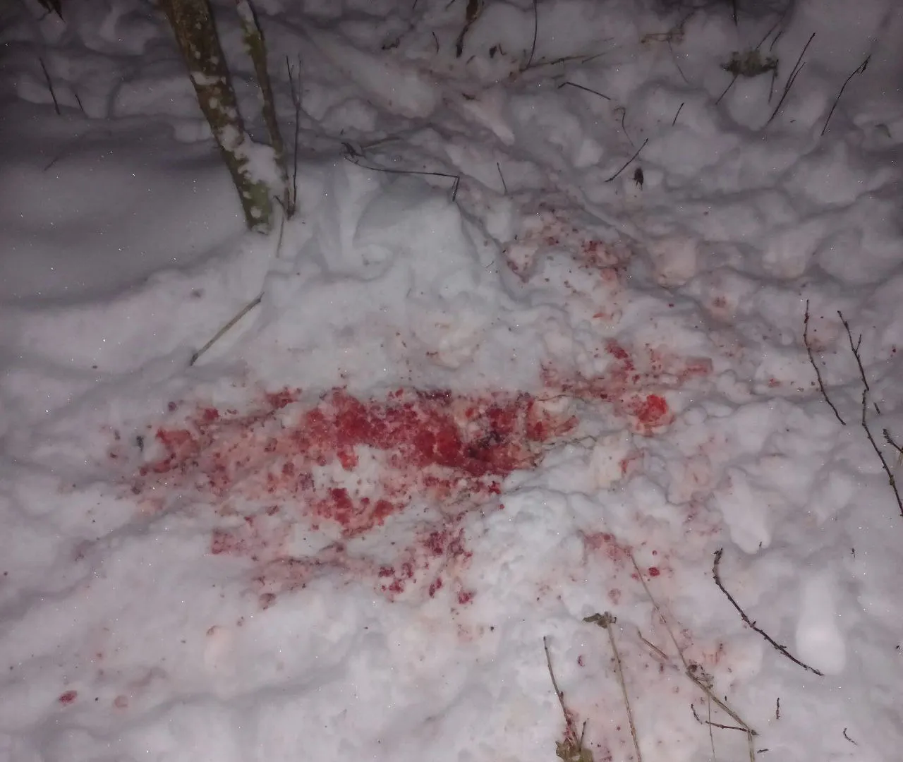 "Разорвали собаку": жителей Коми предупреждают об опасных хищниках
