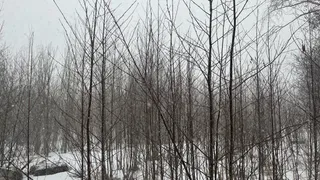 29 апреля Коми накроют дожди с мокрым снегом