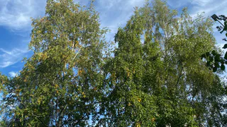 Коми встретит 6 сентября контрастами тепла и ливней: прогноз погоды