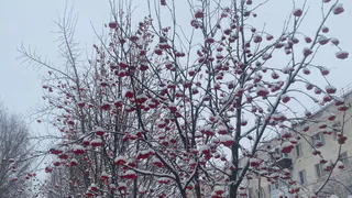 По прогнозу погоды на 10 марта морозы в Коми меняются на снегопады