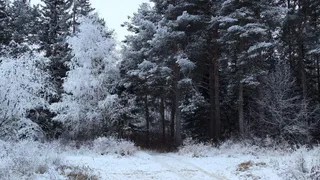 В Коми появятся новые охраняемые природные территории