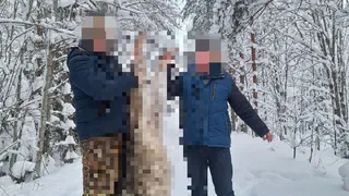 В Коми в рамках плановых отстрелов охотники устранили четырех волков