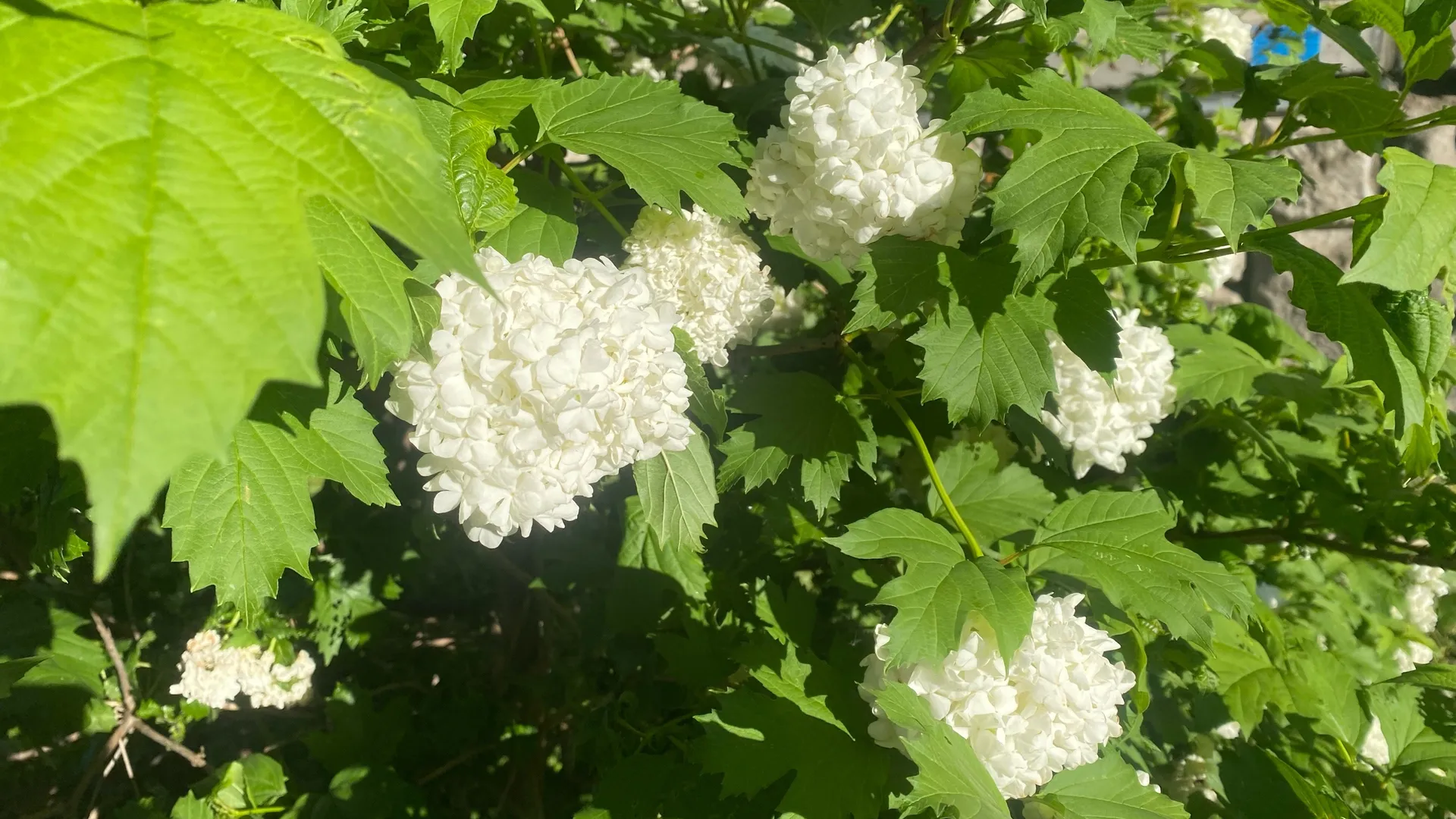 По прогнозу в Коми 3 июля ожидается до +25 °C, а на юго-западе прогремит гроза