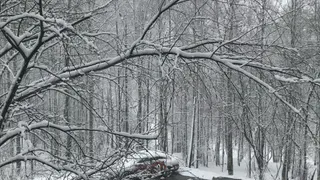 20 октября столбики термометров в Коми опустятся до -6°C, а еще снег и порывистый ветер