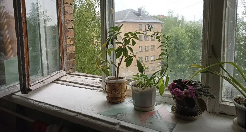 Цветы-вампиры: 10 ядовитых комнатных растений в вашей квартире
