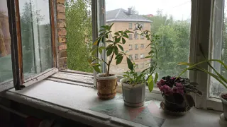 Цветы-вампиры: 10 ядовитых комнатных растений в вашей квартире